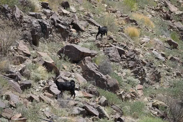 Kara kısmen evcilleştirilmiş dağ keçileri, Capra aegagrus hircus, El Rafisah Barajı 'ndaki Hawd al Bid' ah rezervuarının yakınındaki dağlık alanda yürüyor. Wadi Wshee, Sharjah, BAE.