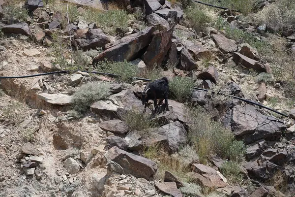 Kısmen evcilleştirilmiş siyah bir dağ keçisi, Capra aegagrus hircus, El Rafisah Barajı 'ndaki Hawd al Bid' ah rezervuarının yakınındaki dağlık alanda yürüyor. Wadi Wshee, Sharjah, BAE. 
