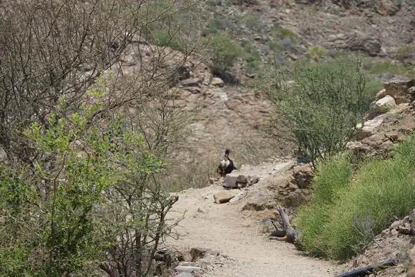 Kısmen evcilleştirilmiş siyah bir dağ keçisi, Capra aegagrus hircus, El Rafisah Barajı 'ndaki Hawd al Bid' ah rezervuarının yakınındaki dağlık alanda yürüyor. Wadi Wshee, Sharjah, BAE. 