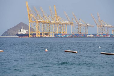 Nisan ayında Khor Fakkan Sahili 'ndeki Umman Körfezi sularındaki şamandıralarda terler ve martılar bulunur. Deniz kuşları, deniz kuşları, deniz ortamında hayata adapte olmuş kuşlardır. Khor Fakkan, Sharjah, BAE. 