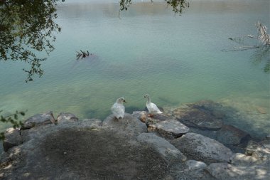 Al Rafisah Barajı dinlenme alanındaki Hawd al Bid 'ah rezervuarının kıyısında iki beyaz Pekin ördeği oturuyor. Pekin, Anas platyrhynchos domestica, Amerikan ördek cinsidir. Wadi Wshee, Sharjah, BAE.