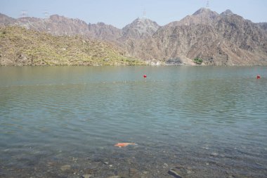 Büyük bir Kohaku balığı, El Rafisah Barajı 'nın kıyısındaki Hawd al Bid' ah rezervuarının berrak sularında diğer küçük balıklarla çevrili olarak yüzer. Kohaku, 