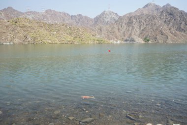 Büyük bir Kohaku balığı, El Rafisah Barajı 'nın kıyısındaki Hawd al Bid' ah rezervuarının berrak sularında diğer küçük balıklarla çevrili olarak yüzer. Kohaku, 