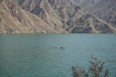 Ördekler, Al Rafisah Barajı dinlenme alanındaki Hawd al Bid 'ah rezervuarının suyunda yüzerler. Ördek, Anatidae familyasındaki birçok su kuşunun yaygın adıdır. Wadi Wshee, Sharjah, BAE.                               