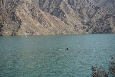 Ördekler, Al Rafisah Barajı dinlenme alanındaki Hawd al Bid 'ah rezervuarının suyunda yüzerler. Ördek, Anatidae familyasındaki birçok su kuşunun yaygın adıdır. Wadi Wshee, Sharjah, BAE.                               