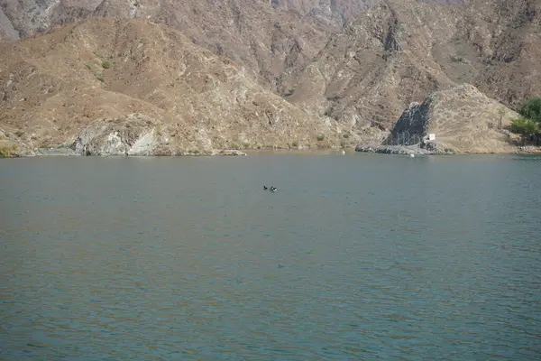 Ördekler, Al Rafisah Barajı dinlenme alanındaki Hawd al Bid 'ah rezervuarının suyunda yüzerler. Ördek, Anatidae familyasındaki birçok su kuşunun yaygın adıdır. Wadi Wshee, Sharjah, BAE.                               