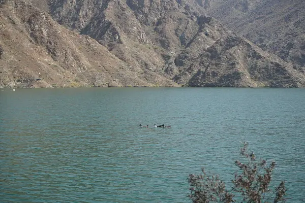 Ördekler, Al Rafisah Barajı dinlenme alanındaki Hawd al Bid 'ah rezervuarının suyunda yüzerler. Ördek, Anatidae familyasındaki birçok su kuşunun yaygın adıdır. Wadi Wshee, Sharjah, BAE.                               