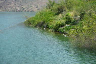 Heron Nycticorax nycticorax ve ördekler Al Rafisah Barajı dinlenme alanındaki Hawd al Bid 'ah rezervuarının yakınlarında yaşarlar. Siyah taçlı gece balıkçıl, Nycticorax nycticorax, orta büyüklükte bir balıkçıl. Wadi Wshee, Sharjah, BAE.                