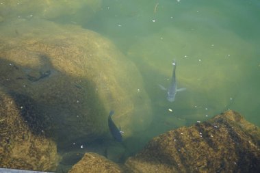 Hawd al Bid 'ah rezervuarının temiz suyundaki çeşitli balıklar El Rafisah Barajı dinlenme alanındaki kıyıdan görülebilir. Wadi Wshee, Sharjah, BAE.