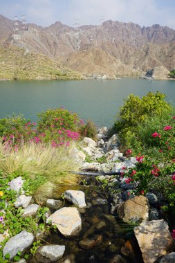 Su Baharı, El Rafisah Barajı dinlenme alanındaki Hawd al Bid 'ah rezervuarının yakınındaki çiçek açan bitki örtüsü arasında kayalık bir yatak boyunca akar. Wadi Wshee, Sharjah, BAE. 