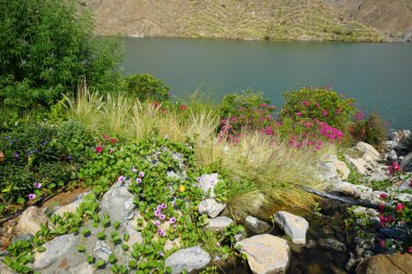 Su Baharı, El Rafisah Barajı dinlenme alanındaki Hawd al Bid 'ah rezervuarının yakınındaki çiçek açan bitki örtüsü arasında kayalık bir yatak boyunca akar. Wadi Wshee, Sharjah, BAE. 