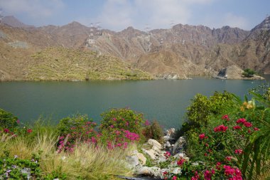 Su Baharı, El Rafisah Barajı dinlenme alanındaki Hawd al Bid 'ah rezervuarının yakınındaki çiçek açan bitki örtüsü arasında kayalık bir yatak boyunca akar. Wadi Wshee, Sharjah, BAE. 
