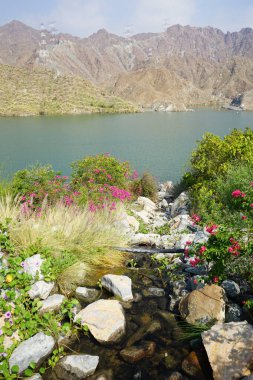 Su Baharı, El Rafisah Barajı dinlenme alanındaki Hawd al Bid 'ah rezervuarının yakınındaki çiçek açan bitki örtüsü arasında kayalık bir yatak boyunca akar. Wadi Wshee, Sharjah, BAE. 