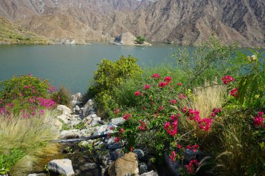 Su Baharı, El Rafisah Barajı dinlenme alanındaki Hawd al Bid 'ah rezervuarının yakınındaki çiçek açan bitki örtüsü arasında kayalık bir yatak boyunca akar. Wadi Wshee, Sharjah, BAE. 