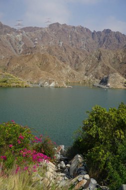 Su Baharı, El Rafisah Barajı dinlenme alanındaki Hawd al Bid 'ah rezervuarının yakınındaki çiçek açan bitki örtüsü arasında kayalık bir yatak boyunca akar. Wadi Wshee, Sharjah, BAE. 
