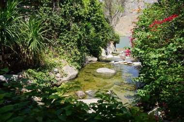 Su Baharı, El Rafisah Barajı dinlenme alanındaki Hawd al Bid 'ah rezervuarının yakınındaki çiçek açan bitki örtüsü arasında kayalık bir yatak boyunca akar. Wadi Wshee, Sharjah, BAE. 