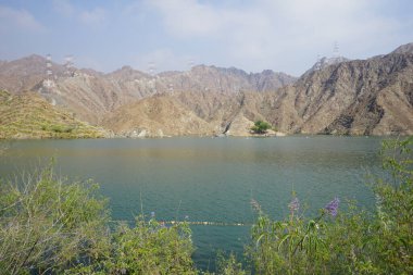 Vitex agnus-castus ve diğer bitkiler Nisan ayında Hawd al Bid 'ah rezervuarının kıyısında yetişir. Vitex agnus-castus, vitex, iffetli ağaç ya da Chastetree, chasteberry, Abraham 'ın merhemi bir bitkidir. Wadi Wshee, Sharjah, BAE. 