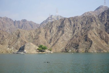 Ördekler, Al Rafisah Barajı dinlenme alanındaki Hawd al Bid 'ah rezervuarının suyunda yüzerler. Ördek, Anatidae familyasındaki birçok su kuşunun yaygın adıdır. Wadi Wshee, Sharjah, BAE.