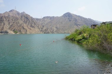 Cairina Moschata ördeği Nisan ayında El Rafisah Barajı dinlenme alanındaki Hawd al Bid 'ah rezervuarının suyunda yüzer. Moscovy ördeği, Cairina Moschata, bir ördektir. Wadi Wshee, Sharjah, BAE.