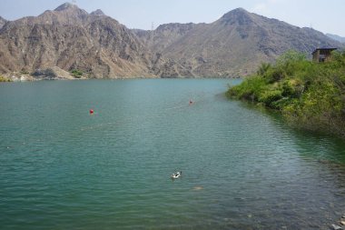 Cairina Moschata ördeği Nisan ayında El Rafisah Barajı dinlenme alanındaki Hawd al Bid 'ah rezervuarının suyunda yüzer. Moscovy ördeği, Cairina Moschata, bir ördektir. Wadi Wshee, Sharjah, BAE.