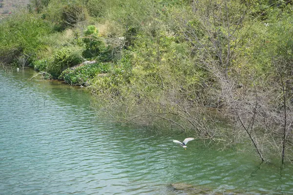 Heron Nycticorax nycticorax ve ördekler Al Rafisah Barajı dinlenme alanındaki Hawd al Bid 'ah rezervuarının yakınlarında yaşarlar. Siyah taçlı gece balıkçıl, Nycticorax nycticorax, orta büyüklükte bir balıkçıl. Wadi Wshee, Sharjah, BAE.                