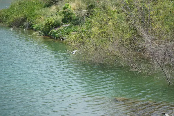 Heron Nycticorax nycticorax ve ördekler Al Rafisah Barajı dinlenme alanındaki Hawd al Bid 'ah rezervuarının yakınlarında yaşarlar. Siyah taçlı gece balıkçıl, Nycticorax nycticorax, orta büyüklükte bir balıkçıl. Wadi Wshee, Sharjah, BAE.                
