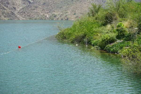 Heron Nycticorax nycticorax ve ördekler Al Rafisah Barajı dinlenme alanındaki Hawd al Bid 'ah rezervuarının yakınlarında yaşarlar. Siyah taçlı gece balıkçıl, Nycticorax nycticorax, orta büyüklükte bir balıkçıl. Wadi Wshee, Sharjah, BAE.                
