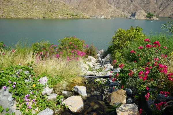 Su Baharı, El Rafisah Barajı dinlenme alanındaki Hawd al Bid 'ah rezervuarının yakınındaki çiçek açan bitki örtüsü arasında kayalık bir yatak boyunca akar. Wadi Wshee, Sharjah, BAE. 