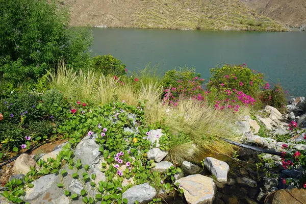 Su Baharı, El Rafisah Barajı dinlenme alanındaki Hawd al Bid 'ah rezervuarının yakınındaki çiçek açan bitki örtüsü arasında kayalık bir yatak boyunca akar. Wadi Wshee, Sharjah, BAE. 