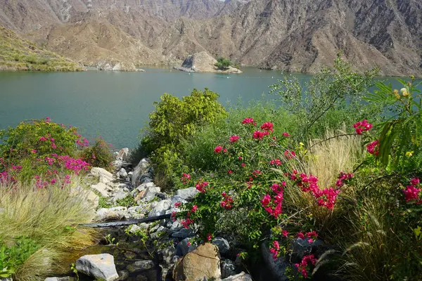 Su Baharı, El Rafisah Barajı dinlenme alanındaki Hawd al Bid 'ah rezervuarının yakınındaki çiçek açan bitki örtüsü arasında kayalık bir yatak boyunca akar. Wadi Wshee, Sharjah, BAE. 