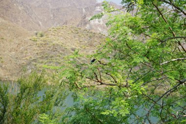 Cinnyris asiaticus kuşu nisan ayında bir Moringa oleifera ağacında oturuyor. Mor güneş kuşu, Cinnyris asiaticus, güneş kuşu familyasından küçük bir kuş türü. Wadi Wshee, Sharjah, BAE. 