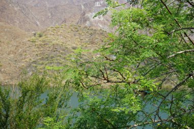 Cinnyris asiaticus kuşu nisan ayında bir Moringa oleifera ağacında oturuyor. Mor güneş kuşu, Cinnyris asiaticus, güneş kuşu familyasından küçük bir kuş türü. Wadi Wshee, Sharjah, BAE. 
