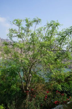Moringa oleifera, Bougainvillea glabra ve Jacquemontia pentanthos Nisan ayında çiçek açarlar. Moringa oleifera, Moringaceae familyasından kısa ömürlü, hızlı büyüyen kuraklığa dayanıklı bir ağaçtır. Wadi Wshee, Sharjah, BAE.