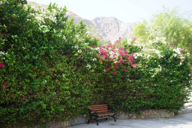 Bougainvillea Glabra 'nın çok renkli çalıları Nisan ayında Al Rafisah Barajı dinlenme alanında yetişir. Bougainvillea glabra begonvillerin en yaygın türüdür. Wadi Wshee, Sharjah, BAE.  