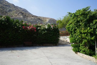 Tecoma stans, Bougainvillea glabra ve diğer bitkiler Nisan ayında Al Rafisah Barajı 'ndaki Hawd al Bid' ah rezervuarının kıyısında yetişir. Bougainvillea glabra begonvillerin en yaygın türüdür. Wadi Wshee, Sharjah, BAE. 