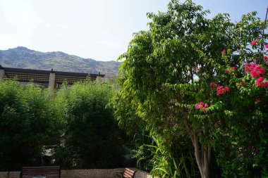 Vitex agnus-castus, Bougainvillea glabra ve diğer bitkiler Nisan ayında Hawd al Bid 'ah rezervuarının kıyısında yetişir. Vitex agnus-castus, vitex, iffetli ağaç veya Chastetree bir bitkidir. Wadi Wshee, Sharjah, BAE. 