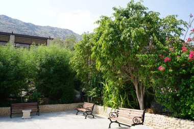 Vitex agnus-castus, Bougainvillea glabra ve diğer bitkiler Nisan ayında Hawd al Bid 'ah rezervuarının kıyısında yetişir. Vitex agnus-castus, vitex, iffetli ağaç veya Chastetree bir bitkidir. Wadi Wshee, Sharjah, BAE. 