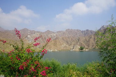 Vitex agnus-castus, Tecoma stans, Bougainvillea glabra ve diğer bitkiler Nisan ayında Hawd al Bid 'ah rezervuarının kıyısında yetişir. Vitex agnus-castus, vitex, iffetli ağaç veya Chastetree bir bitkidir. Wadi Wshee, Sharjah, BAE.