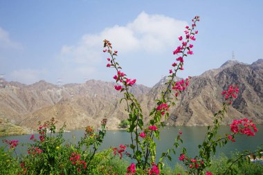 Tecoma stans, Bougainvillea glabra ve diğer bitkiler Nisan ayında Al Rafisah Barajı 'ndaki Hawd al Bid' ah rezervuarının kıyısında yetişir. Bougainvillea glabra begonvillerin en yaygın türüdür. Wadi Wshee, Sharjah, BAE. 