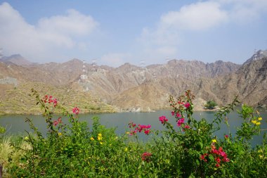 Tecoma stans, Bougainvillea glabra ve diğer bitkiler Nisan ayında Al Rafisah Barajı 'ndaki Hawd al Bid' ah rezervuarının kıyısında yetişir. Bougainvillea glabra begonvillerin en yaygın türüdür. Wadi Wshee, Sharjah, BAE. 