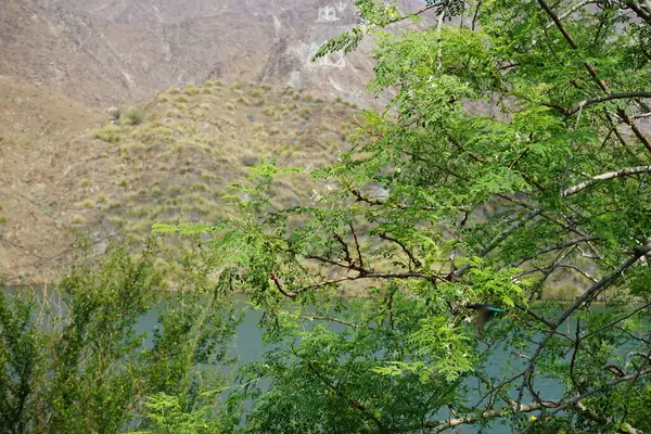 Cinnyris asiaticus kuşu nisan ayında bir Moringa oleifera ağacında oturuyor. Mor güneş kuşu, Cinnyris asiaticus, güneş kuşu familyasından küçük bir kuş türü. Wadi Wshee, Sharjah, BAE. 