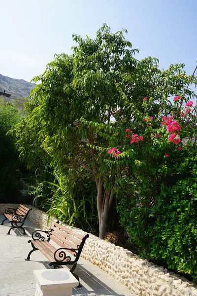 Nisan ayında Al Rafisah Barajı dinlenme alanında Bougainvillea glabra çiçek açar. Bougainvillea glabra, kartonpiyergiller (Bougainvillea) familyasından bir glabra türü. Wadi Wshee, Sharjah, BAE.