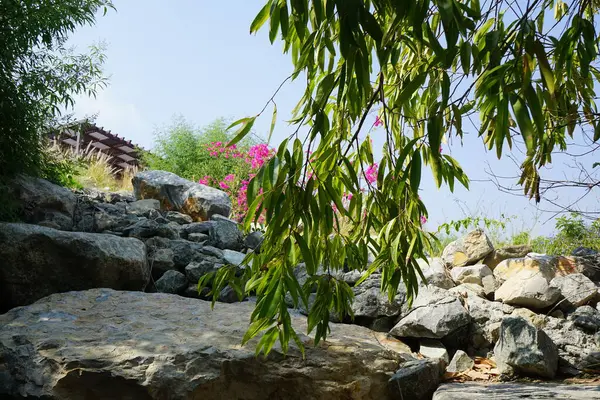 Nisan ayında Al Rafisah Barajı dinlenme alanında Bougainvillea glabra çiçek açar. Bougainvillea glabra, kartonpiyergiller (Bougainvillea) familyasından bir glabra türü. Wadi Wshee, Sharjah, BAE.