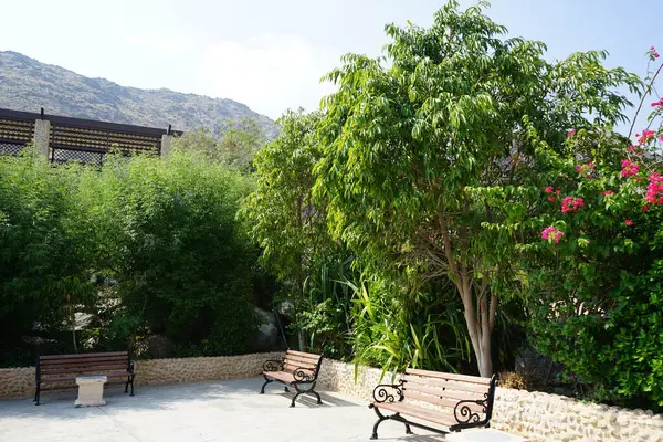 Vitex agnus-castus, Bougainvillea glabra ve diğer bitkiler Nisan ayında Hawd al Bid 'ah rezervuarının kıyısında yetişir. Vitex agnus-castus, vitex, iffetli ağaç veya Chastetree bir bitkidir. Wadi Wshee, Sharjah, BAE. 