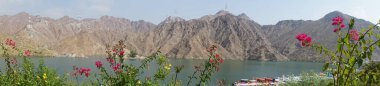 Fotoğraf panoraması. Tecoma stans, Bougainvillea glabra ve diğer bitkiler Nisan ayında Al Rafisah Barajı 'ndaki Hawd al Bid' ah rezervuarının kıyısında yetişir. Bougainvillea glabra begonvillerin en yaygın türüdür. Wadi Wshee, Sharjah, BAE