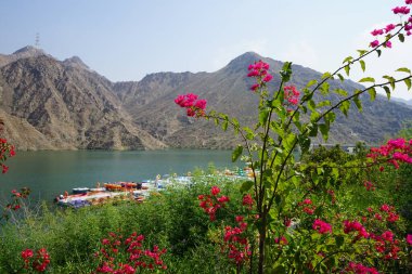 Vitex agnus-castus, Bougainvillea glabra ve diğer bitkiler Nisan ayında Hawd al Bid 'ah rezervuarının kıyısında yetişir. Vitex agnus-castus, vitex, iffetli ağaç veya Chastetree bir bitkidir. Wadi Wshee, Sharjah, BAE. 
