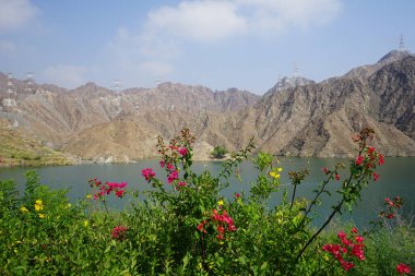 Tecoma stans, Bougainvillea glabra ve diğer bitkiler Nisan ayında Al Rafisah Barajı 'ndaki Hawd al Bid' ah rezervuarının kıyısında yetişir. Bougainvillea glabra begonvillerin en yaygın türüdür. Wadi Wshee, Sharjah, BAE. 