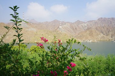 Vitex agnus-castus, Bougainvillea glabra ve diğer bitkiler Nisan ayında Hawd al Bid 'ah rezervuarının kıyısında yetişir. Vitex agnus-castus, vitex, iffetli ağaç veya Chastetree bir bitkidir. Wadi Wshee, Sharjah, BAE. 