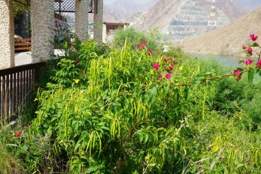 Vitex agnus-castus, Tecoma stans, Bougainvillea glabra ve diğer bitkiler Nisan ayında Hawd al Bid 'ah rezervuarının kıyısında yetişir. Vitex agnus-castus, vitex, iffetli ağaç veya Chastetree bir bitkidir. Wadi Wshee, Sharjah, BAE.