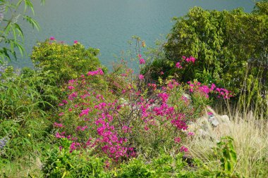 Tecoma stans, Bougainvillea glabra ve diğer bitkiler Nisan ayında Al Rafisah Barajı 'ndaki Hawd al Bid' ah rezervuarının kıyısında yetişir. Bougainvillea glabra begonvillerin en yaygın türüdür. Wadi Wshee, Sharjah, BAE. 